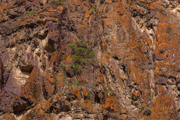 Rugged rock face displays intricate textures and natural formations in a mountainous region. Plants thrive in the harsh outdoor environment under bright daylight.