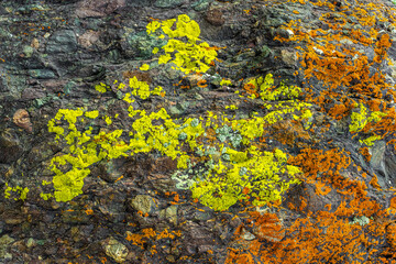 Vibrant lichen in various colors covers a rocky surface outdoors. Textured patterns create a lively scene under daylight, showcasing nature's beauty and diversity.