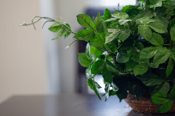 Green Artificial Potted Plant on Table in Office Setting