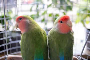 two parrots in the cage © Anton
