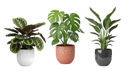 Obraz premium Collection of three vibrant tropical houseplants in modern ceramic pots, isolated on white or transparent background. PNG