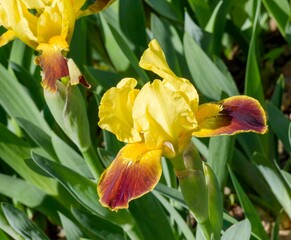 Compact dwarf bearded iris (Iris pumila). Elegant flower  with purplish-red horizontal petals and upright yellow petals between beards on flower stem bearing glaucous sword-shaped leaves
