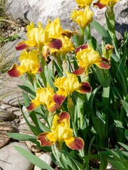 Iris pumila | Dwarf Bearded Iris 'Watercolor'. Long-tube flowers with bright yellow and violet-purple petals, finely edged of yellow atop erect flower stems bearing narrow strap-like glaucus leaves
