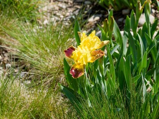  Iris pumila | Dwarf bearded iris 'Watercolor' with remarkable yellow and reddish petals of silky texture contrasting with green leaves strap-like as ornamental flower edge