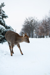 deer in snow