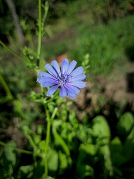 Flores roxas no jardim