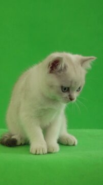 kitten on green screen