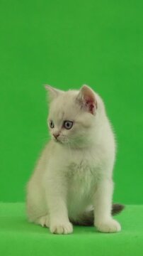 kitten on green background