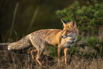 Fototapeta premium Fox in green forest. Cute Red Fox, Vulpes vulpes, at forest on stone. Wildlife scene from nature. Animal in nature habitat. Animal in green environment.