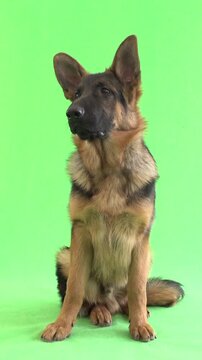 funny German Shepherd on green screen