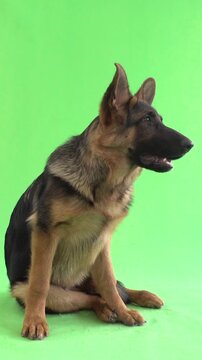funny German Shepherd on green screen