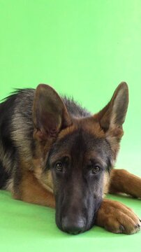 funny German Shepherd on green screen