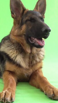 funny German Shepherd on green screen