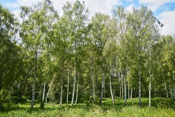 Birch plantation, woodlands. The time of the year is summer