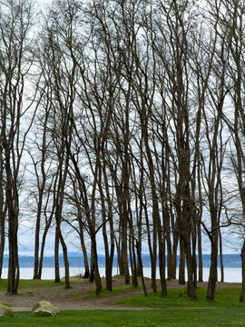 Grove of skinny deciduous trees, bare of leaves, behind a grassy field by the beach in winter at Golden Gardens Beach Park in Seattle.