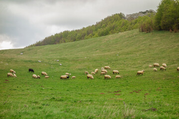 flock of sheep in Zabljak countryside, Montenegro