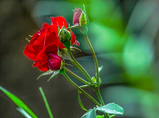 Red Rose with Buds and Dew Drops