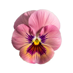 Delicate pink pansy flower, isolated on transparent background, with face-like markings and velvety petals. Pin-sharp focus on intricate details. Ideal for greeting cards, wedding invitations,