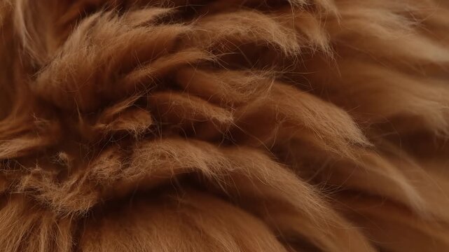 A close up video of the fur of a red Maine Coon cat that is breathing. Close up.