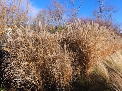 Hedge of Miscanthus sinensis_Silvergrass in winter with blue sky