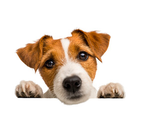 Cute Jack Russell Terrier puppy peeking over an edge with its paws visible, looking directly at the camera with curious, big brown eyes in a close-up studio portrait