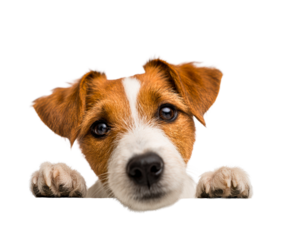 Cute Jack Russell Terrier puppy peeking over an edge with its paws visible, looking directly at the camera with curious, big brown eyes in a close-up studio portrait
