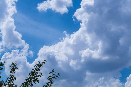 Photo of white clouds against blue sky, their edges illuminated by sidelight from left. Weather phenomena, synoptic forecasts. Tree branches with green mulberry leaves are visible in foreground.