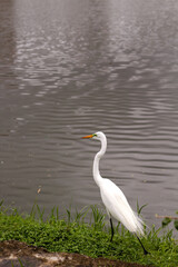 Obraz premium great white heron