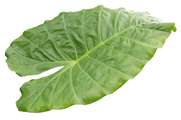 Obraz premium A large green leaf is featured on a transparent background. The leaf shows clear veins and a unique shape with smooth edges. It stands out against the background
