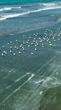 Large flock of shorebirds resting on a dark sandy beach near the turquoise ocean water vertical video