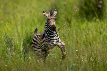 A plains zebra foal (Equus quagga) running and playing in the bushveld in a wildlife reserve © Tyrone