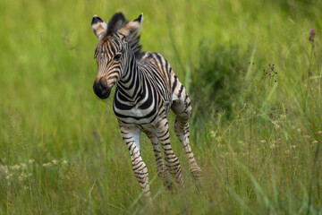 A plains zebra foal (Equus quagga) running and playing in the bushveld in a wildlife reserve © Tyrone