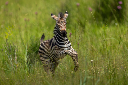 A plains zebra foal (Equus quagga) running and playing in the bushveld in a wildlife reserve