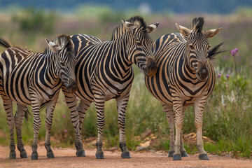 A dazzle of plains zebras (Equus quagga) standing together in a nature reserve