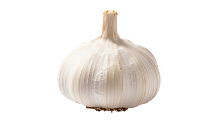 Whole bulb of fresh white garlic with dry stem isolated on transparent background for cooking