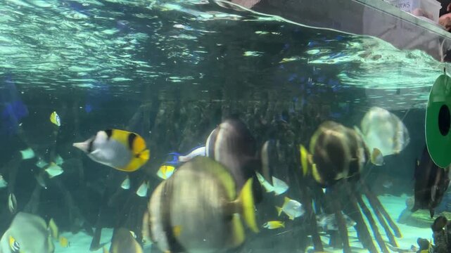 Reef shark over tropical batfish and butterflyfish in aquarium underwater scene