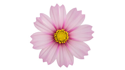 A delicate pink flower with a vibrant yellow center set against a crisp white background showcasing its intricate petals and texture