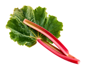 Fresh red rhubarb stalk with a large green leaf showing its detailed texture and veins, a vibrant and healthy raw vegetable ingredient for cooking, viewed from above