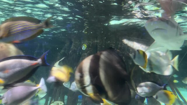 Shark swimming above orbicular batfish, butterflyfish, bannerfish and tangs in a tropical aquarium tank, underwater blue light and motion blur, wildlife concept.