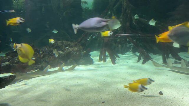 Shark swimming above orbicular batfish, butterflyfish, bannerfish and tangs in a tropical aquarium tank, underwater blue light and motion blur, wildlife concept.