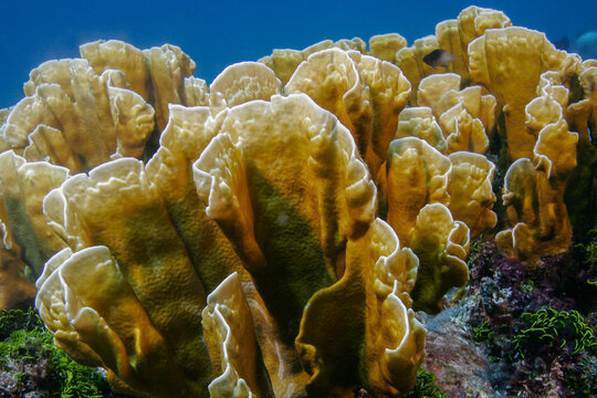 Closeup of Blade Fire Coral underwater, Millepora complanata