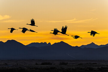 Sandhill cranes (antigone canadensis) taking flight at sunrise in Southern AZ © robin