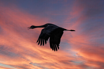 Fototapeta premium Sandhill cranes (antigone canadensis) taking flight at sunrise in Southern AZ