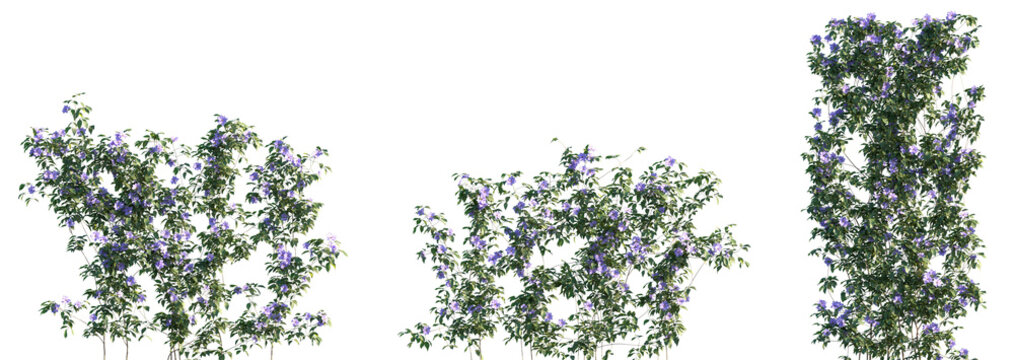 Set of Clematis florida (the Asian virginsbower, or passion flower clematis) blossoming frontal isolated png on a transparent background perfectly cutout
