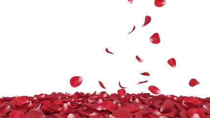 Falling red rose petals isolated on white background, romantic flower scatter and love decoration