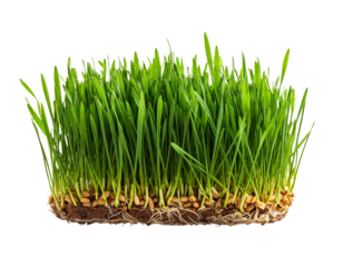 Wheatgrass sprouts isolated on transparent background