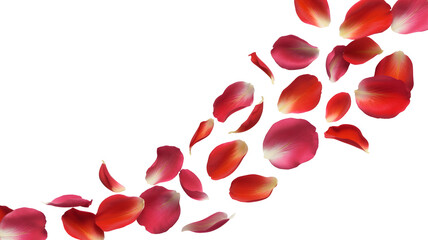 Falling red rose petals isolated on white background, romantic flower scatter and love decoration