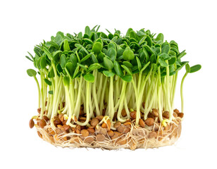 Pea microgreens isolated on transparent background