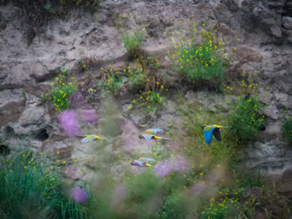 Vibrant blue and yellow macaws in dynamic flight, their colorful feathers a striking contrast against a rugged, plant-covered cliff, capturing the wild beauty of exotic avian nature