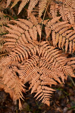 Autumn fern, orange-brown in color, unfurled.